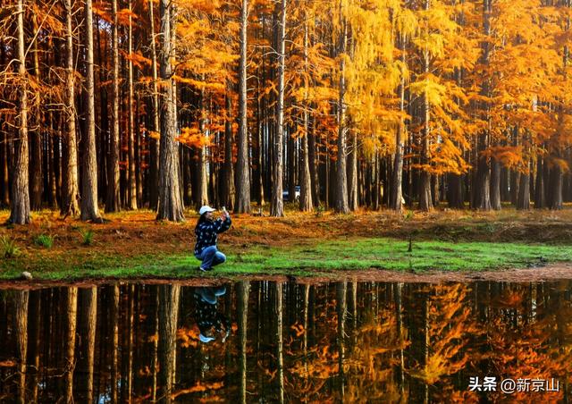 湖北太子山冬日美景 成片红杉美如画卷