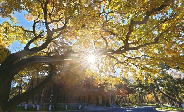 百年鎏金一树秋 | 在松苑咖啡馆，与长春最诗意的五角枫隔窗对望