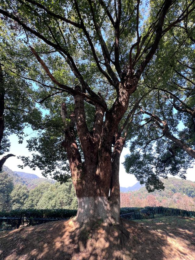 上天竺到云栖竹径，徒步9公里，感受一路秋意。