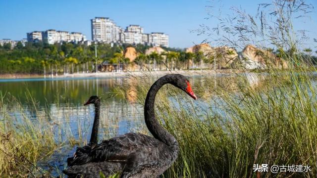 谁懂啊！建水五龙湖新来的黑天鹅，直接美成冬日童话