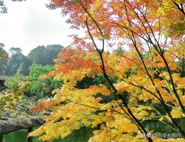 成都市区4大枫叶观赏地，彩林超惊艳，都不要门票，公交车可达！