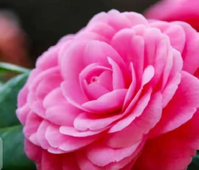 情感：女人过中年	，最渴望的“肉麻	”行为竟然是这些！