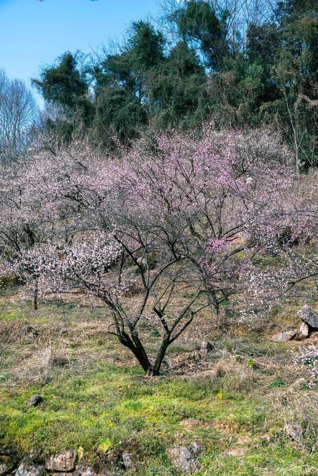 满屏梅花🤩不用怀疑！你期盼的春天提前来了！