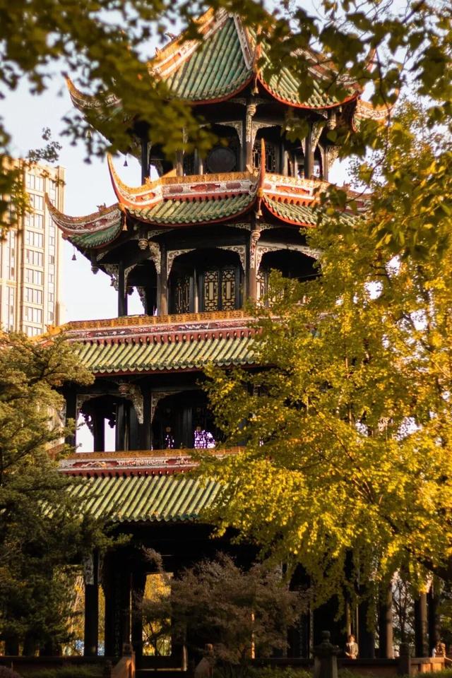 【美丽四川】一年一度朋友圈银杏比美时刻又来了！