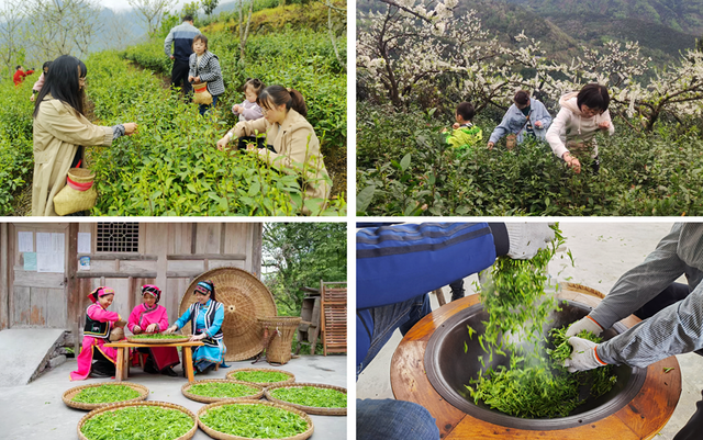 青睐绵阳 || 这个春天，来平武赴一场Color Walk