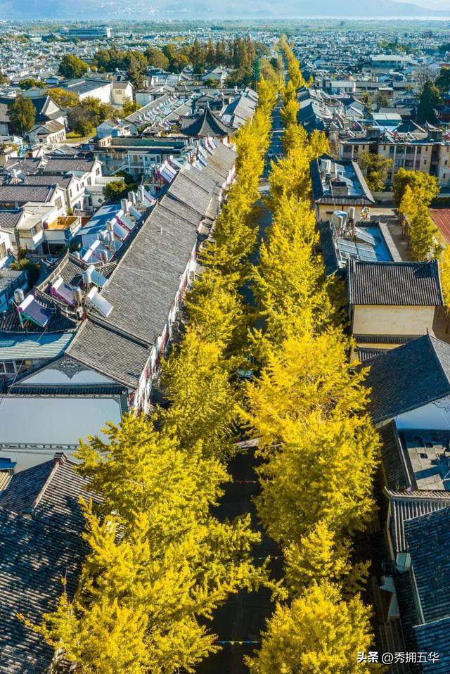 有一种叫云南的生活｜大理古城银杏，太美了！