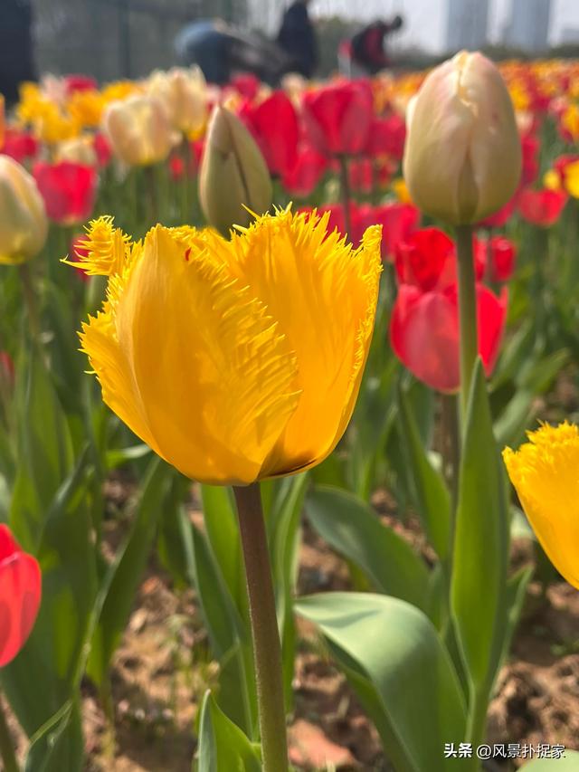 南昌马兰圩湿地公园郁金香花盛开，赏花圣地！