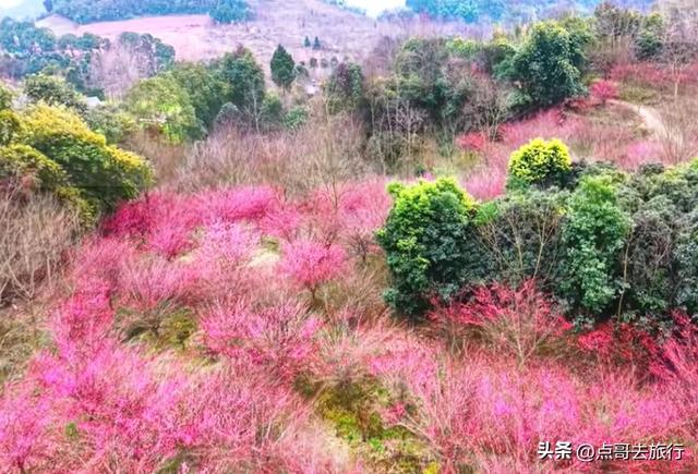 成都山地红梅开花了，粉红云霞铺天盖地，非常震撼，免费！