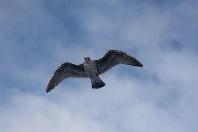 一生一次，2027年出发！41天南极半岛包船登陆，南美4国狂野自驾