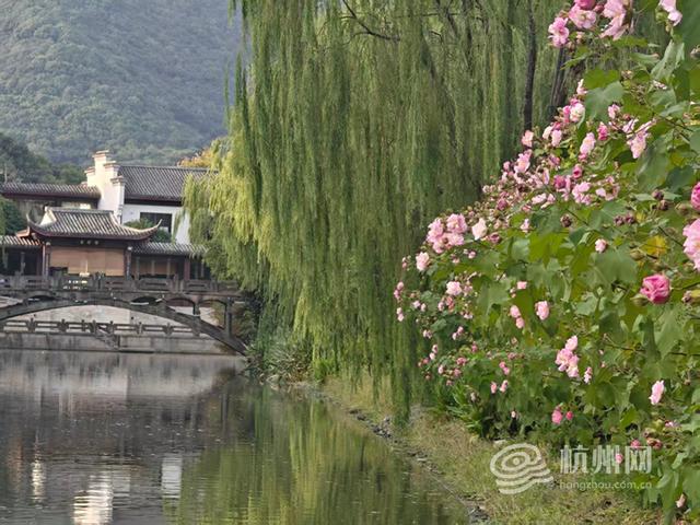 赏桂好时节，杭州城市河道赏桂点攻略来啦！