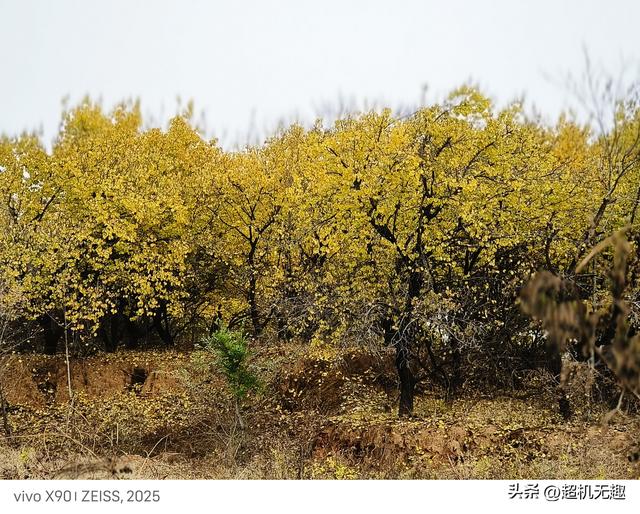 我家狗吃屎那天我的影像记录中