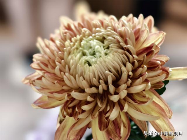 你看见过多少种菊花？