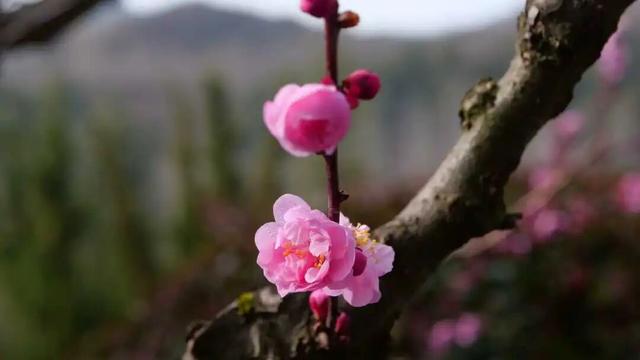 春染徽县｜收藏春日的温柔与美好