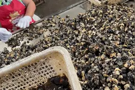 千万别乱吃！寄生虫多达6000条！官方通报：查封→图片