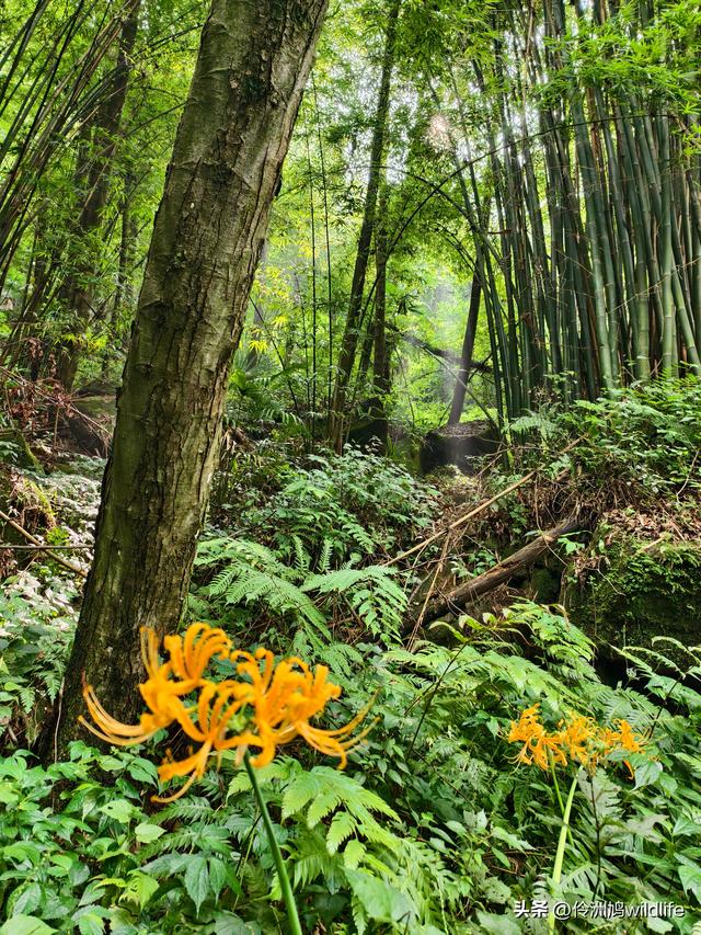 成都徒步（69）·彭州篇⑯法藏寺环线（桥断未走通）