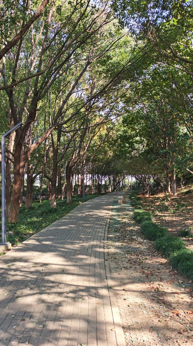 与残荷相遇：繁华落尽后的从容与坚守