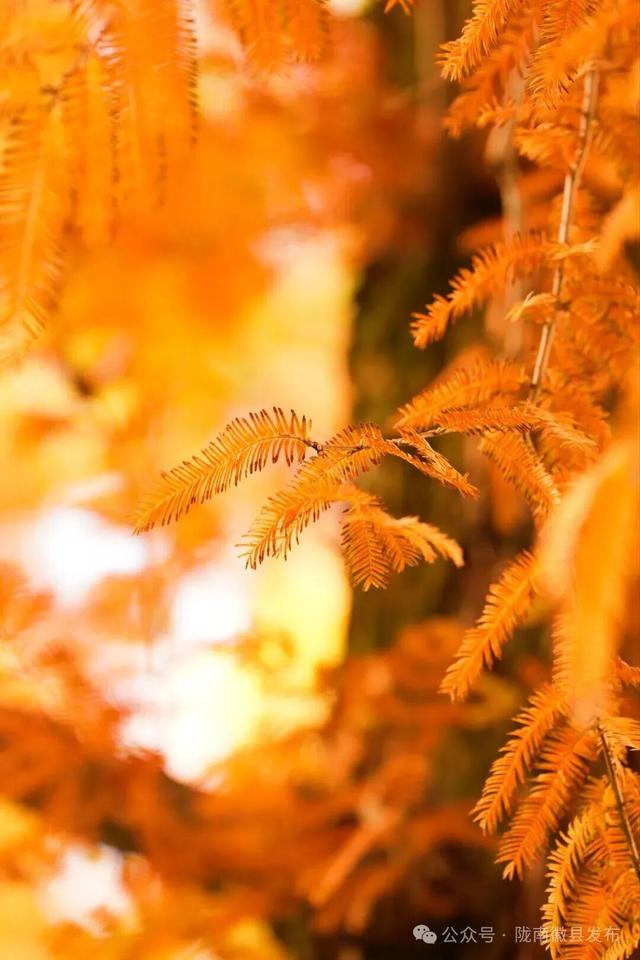 徽县：水杉的冬日华彩