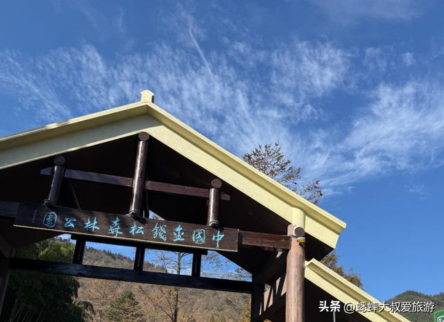 杭州自驾1小时，有个“秋日天花板”，满目金钱松，犹如童话世界