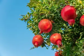 【媒体助农】鲜红圆润汁多籽软 来吃中屏石榴图片