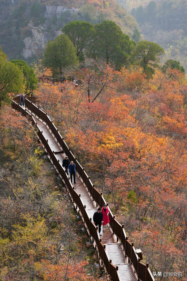 焦作窄门的深秋色彩！走五彩步道，赏太行红叶