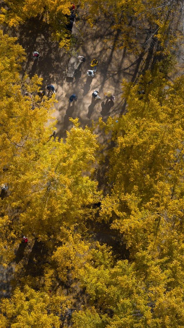 就在本周，银杏村绝美！错过再等一年！