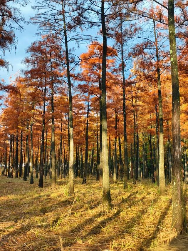 人少景美，昆明经开区马料河水杉红艳正当时！