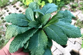 俗称“解毒草”，大名鼎鼎的荔枝草，也叫癞蛤蟆草，煮水作用厉害图片