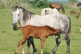 动物交配六亲不认，雄性遇上自己母亲怎么办？马不欺母是真的吗？图片