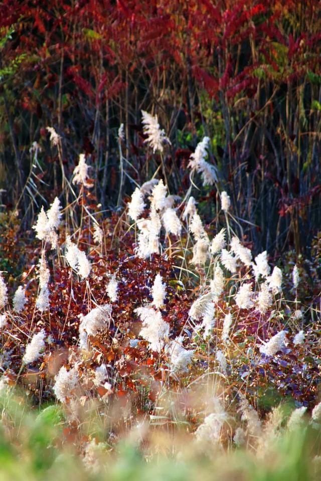 北疆文化 遇鉴赛罕 | 秋色漫卷赛罕:快将秋日打包,赶赴一场赛罕秋约!