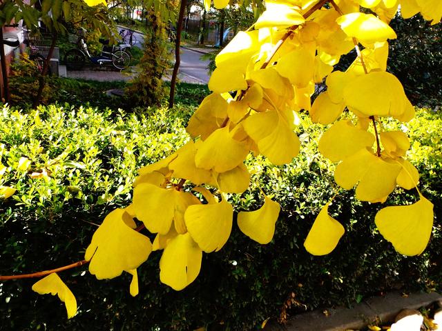 花木春秋322：银杏 | 植物界的活化石