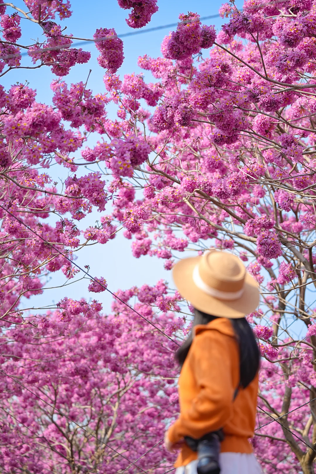 粉色异木棉盛放中！佛山五区这些观赏点，再不去就晚了