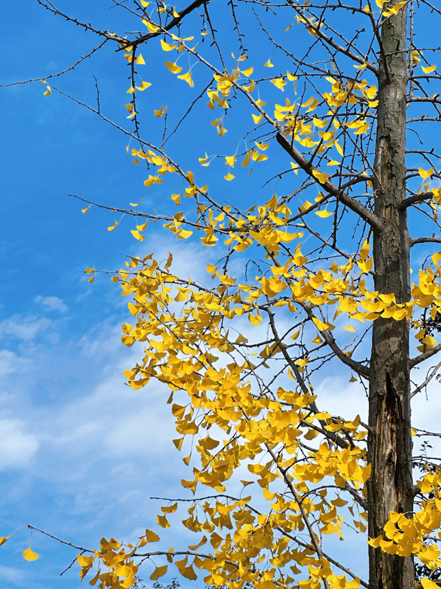 西安城区4个绝美秋景打卡地！