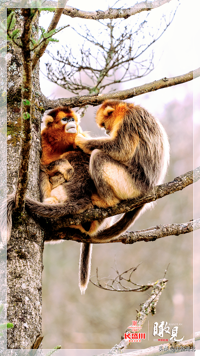 【瞰见】神农架：让心灵与自然共鸣