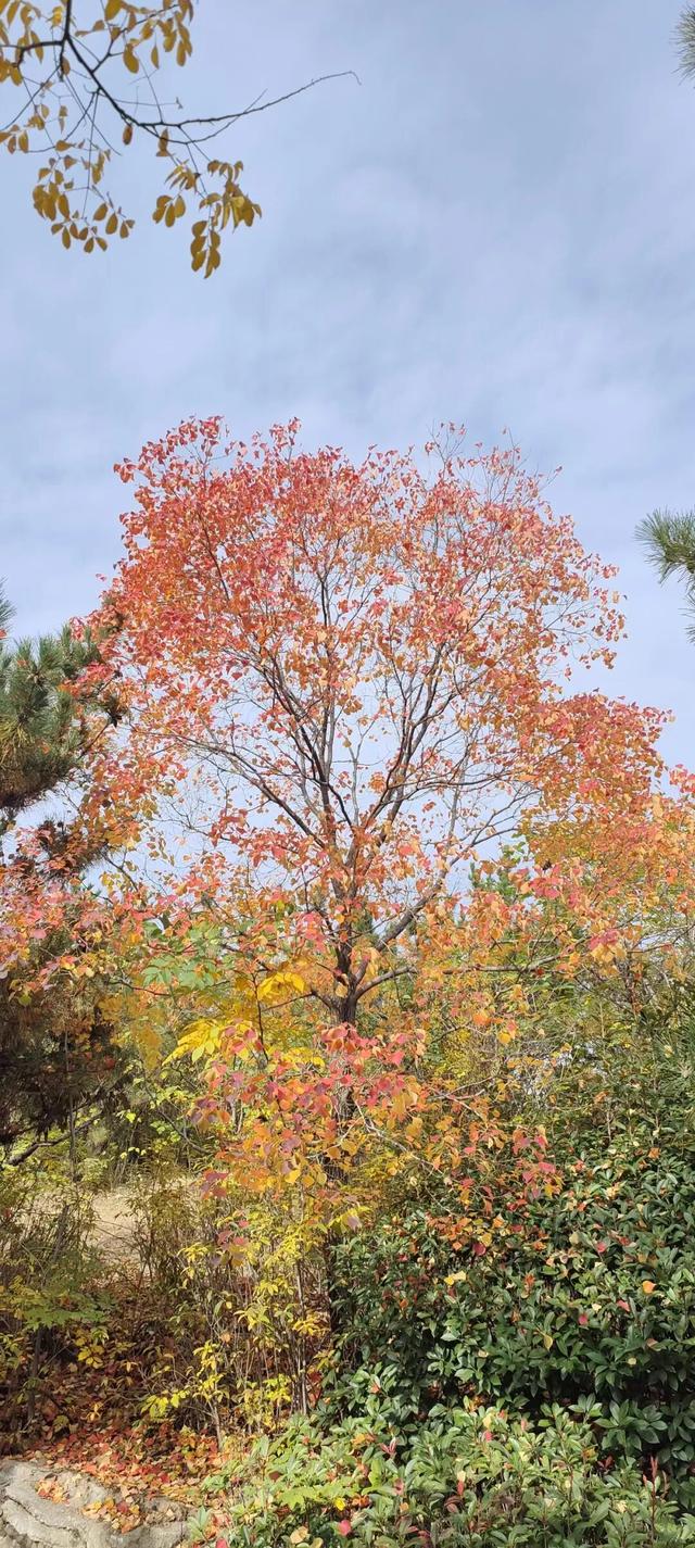 寻美薛城丨初冬最美的树！红叶似火满树红，乌桕树便是季节打翻的调色盘！
