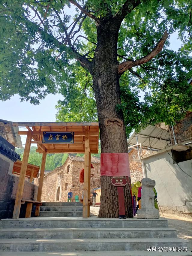 7）山西阳城析城山圣王坪，在云端草甸邂逅狼毒花的美，与千年传