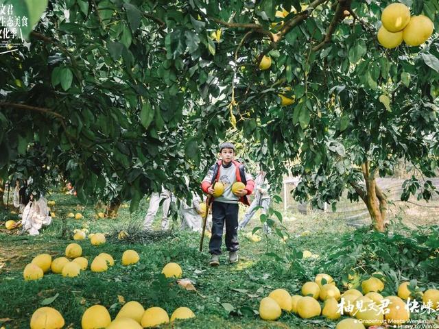 3000余组家庭赴约！文君山野美食文化季燃动暖冬