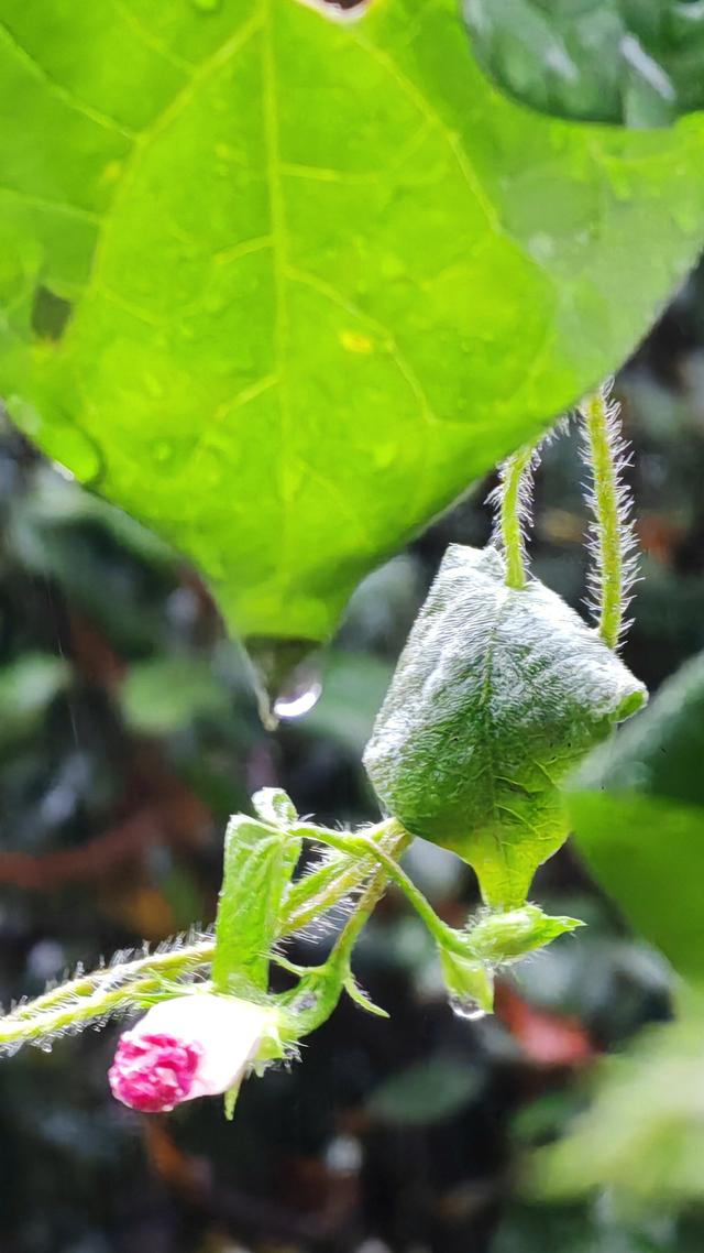 绝美的雨中花