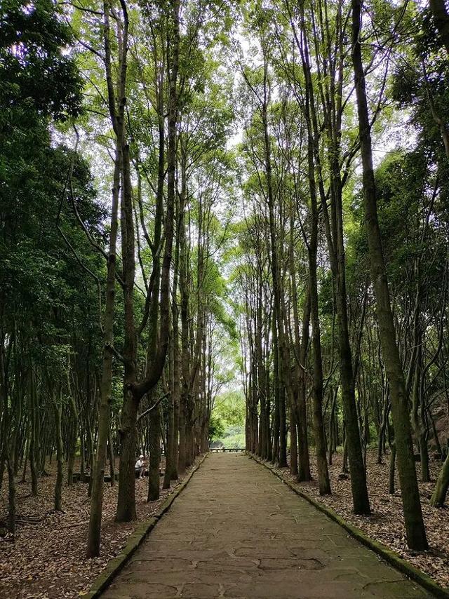 举办庖牛宴的临湘全貌