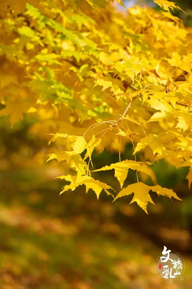 当秋风吻过乳山：一场关于色彩与治愈的漫步指南