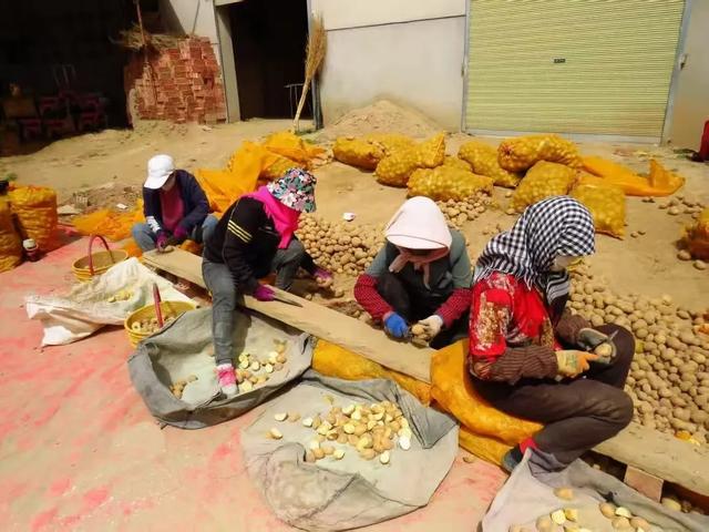 洋芋开花赛牡丹