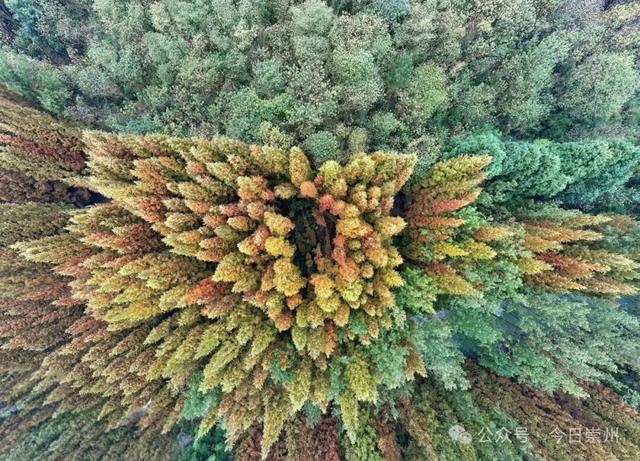 “杉杉”来了！崇州免门票小众宝藏秘境