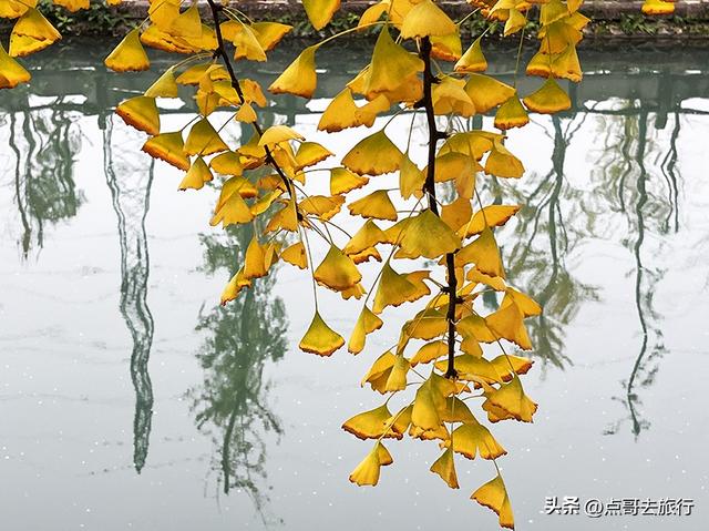 成都2公里长的银杏长廊，超级壮观，美爆了！地铁公交车可达！