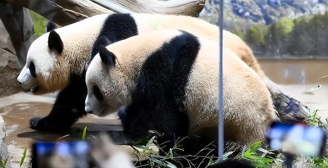 没有回旋余地，中国下令直接收回，17万日本人泪奔，高市闯祸了！
