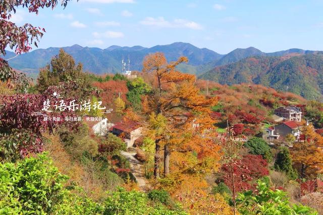 浙江宁波四明山深处的秘境，近50株古树营造油画般的风景，很好玩