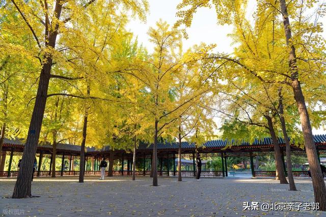 北京秋日Citywalk全攻略｜本周银杏黄金路线追秋指南
