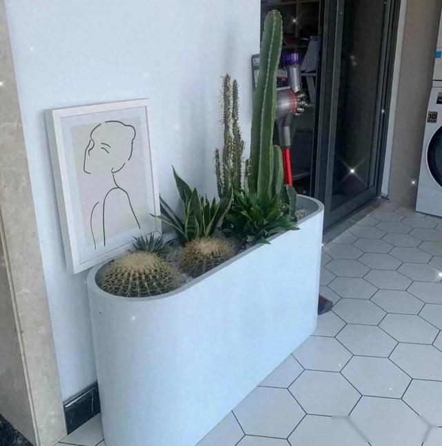 北京一老太太，因“室内仙人球”而走红，那叫一个治愈，真高级