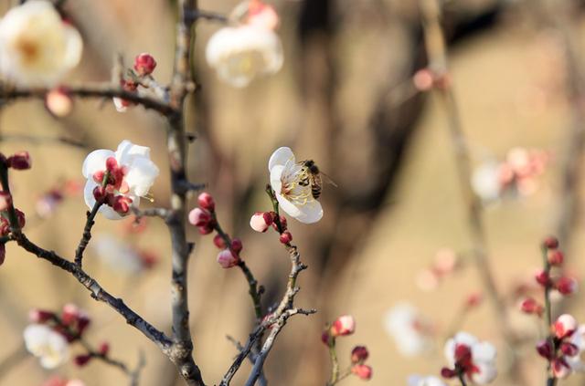 梅花绽放花芬芳