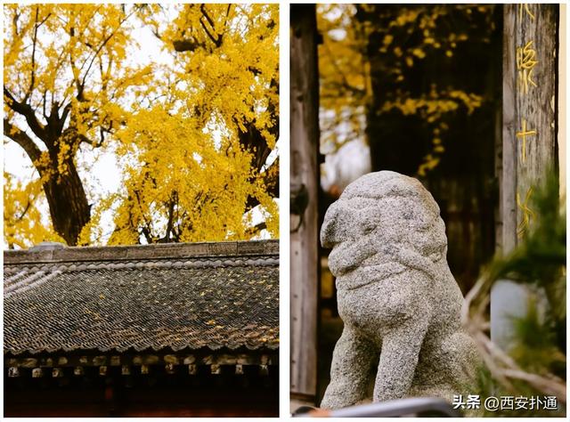 古观音禅寺谢幕？这里的千年银杏，才是最后的隐藏彩蛋！