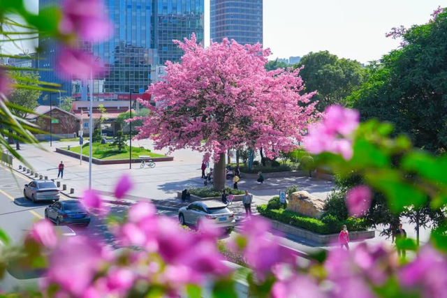 粉色异木棉盛放中！佛山五区这些观赏点，再不去就晚了