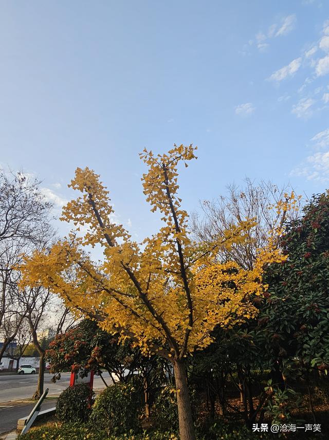 初冬时刻，李戒园的银杏叶，黄透了天，黄透了地，天地和谐共生!